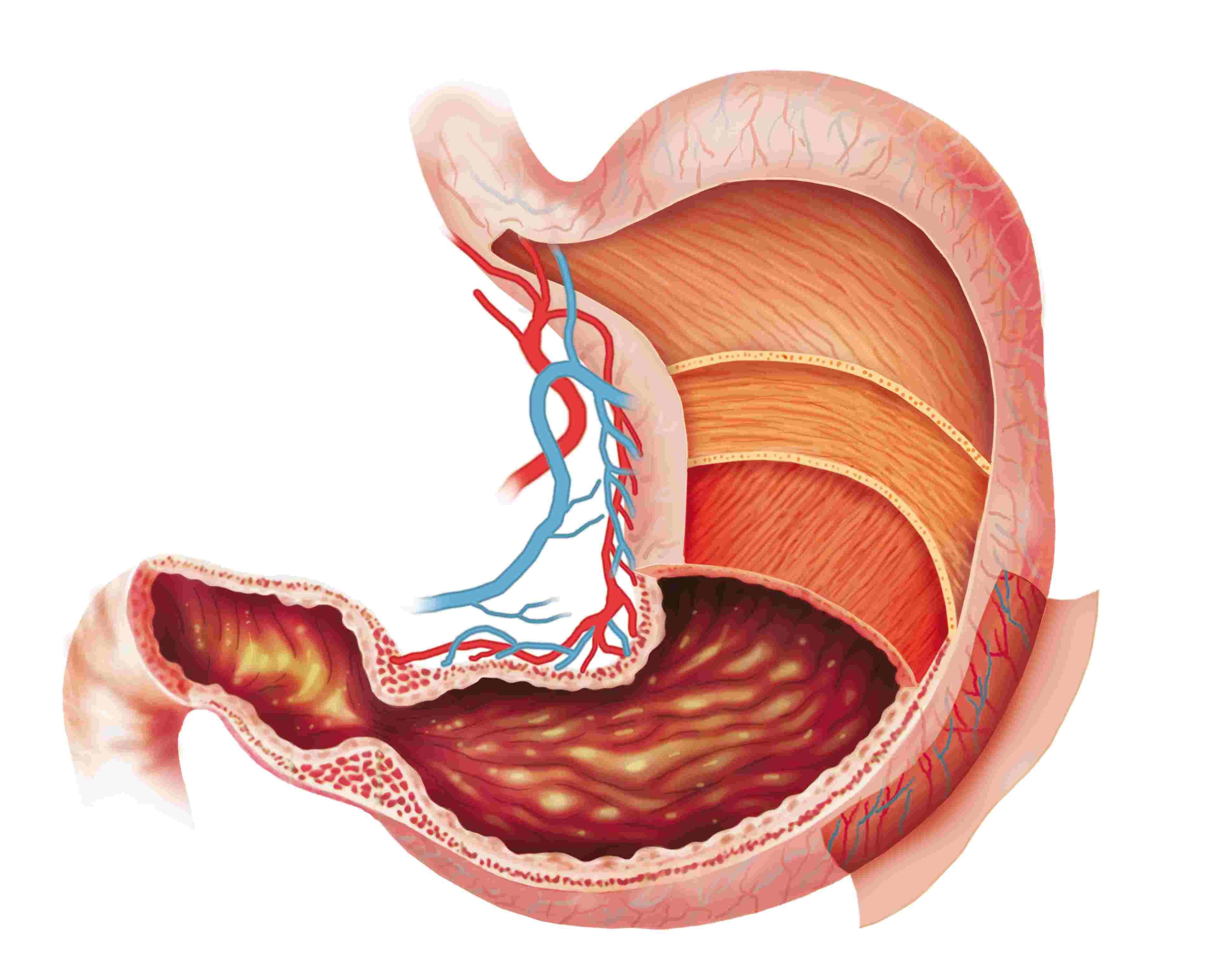 Анатомия органов брюшной полости
