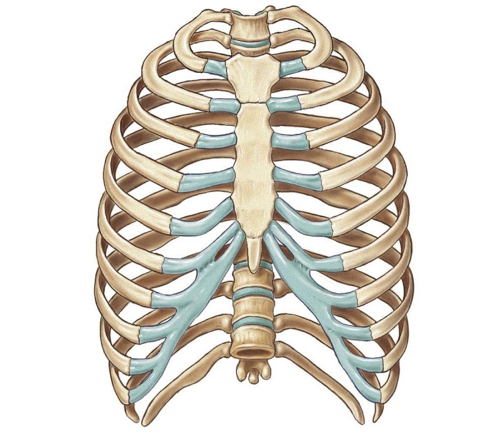 Соединение между ребрами. Скелет грудной клетки. Ребра и Грудина анатомия. Скелет грудной клетки человека. Анатомия ребер грудной клетки.