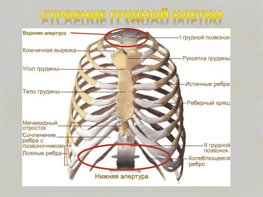 Название костей грудной клетки человека. Скелет грудной клетки человека вид спереди. Строение грудной клетки спереди. Строение грудной клетки мужчины спереди.