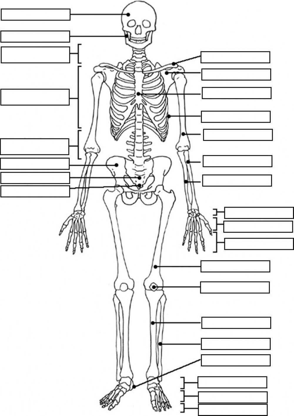 Скелет анатомия рисунок