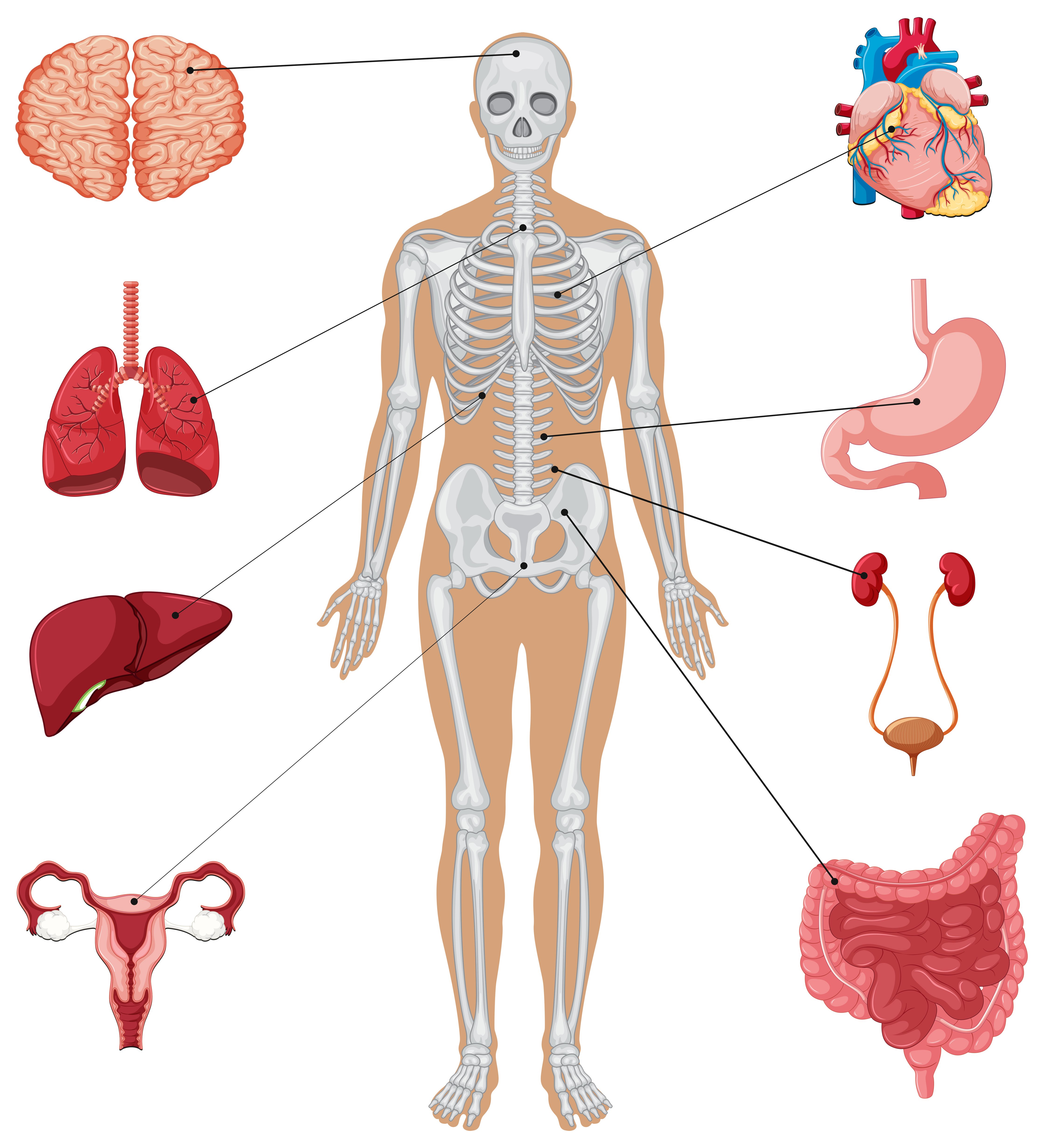 Ткани и органы в организме человека — что это, определение и ответ