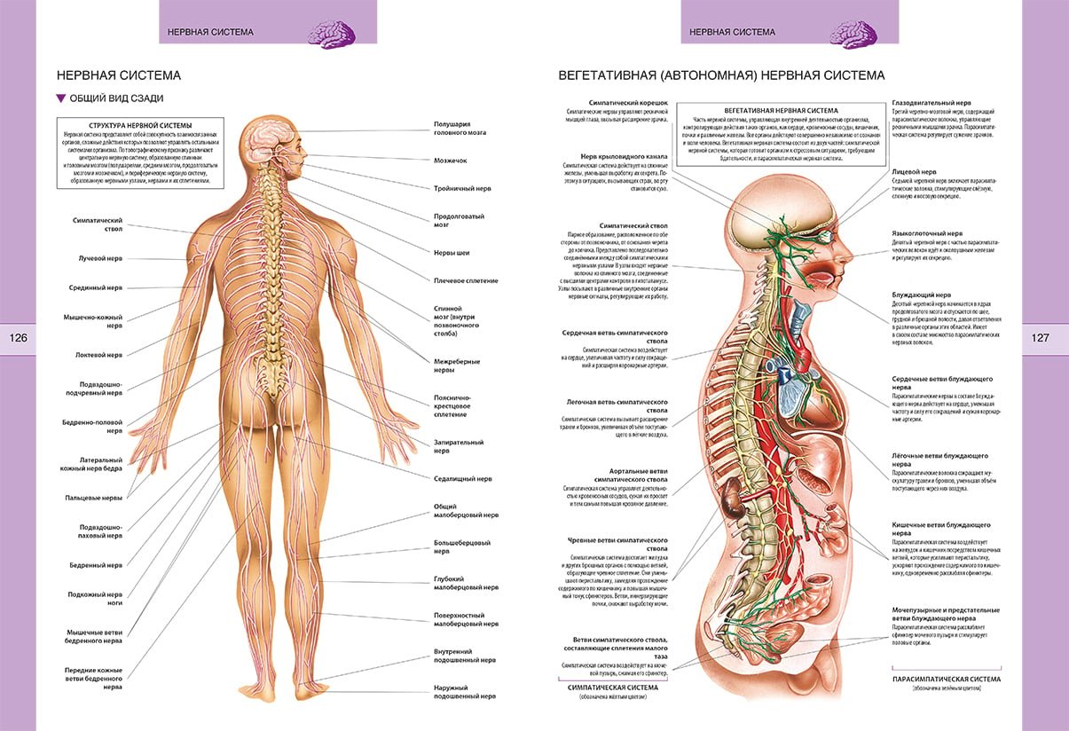 Органы человека схема с названиями и фото. Атлас строения тела человека. Атлас "анатомии человека. Системы и органы" - Издательство Астрель.