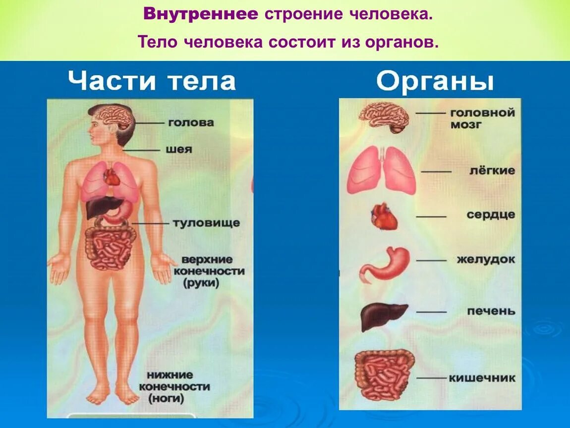 Анатомия строение организмов и органов. Строение тела человека. Внутренние органы человека. Строение организма человека. Строение тела органы.