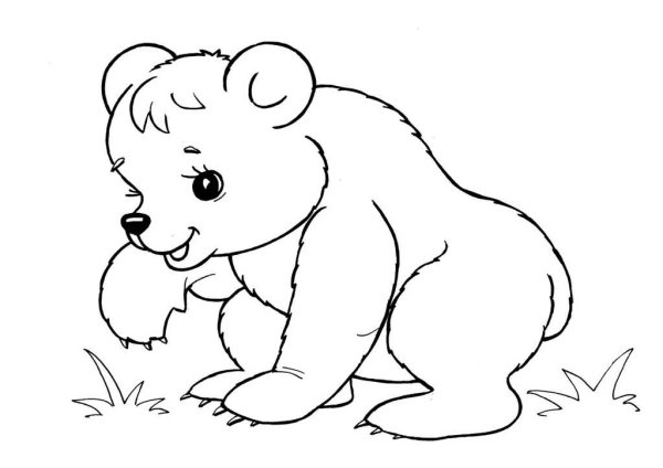 Медведь раскраска