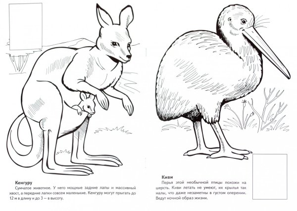 Животные Австралии раскраска