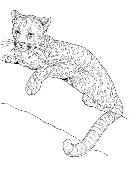 Раскраска Дикие кошки