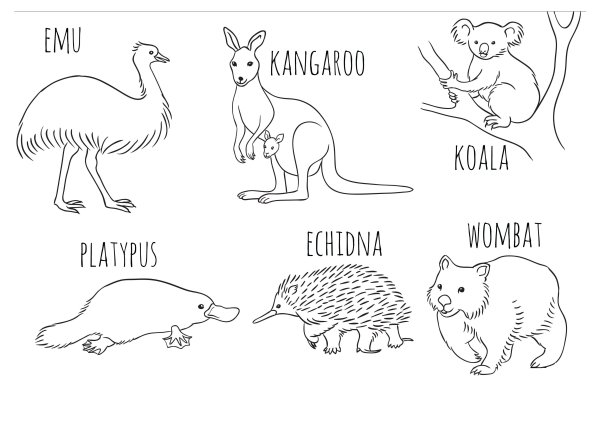 Раскраски животных Австралии для детей - 83 фото
