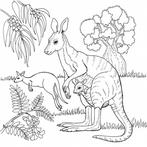 А. Андреева: Животные Австралии. Книжка-раскраска с наклейками