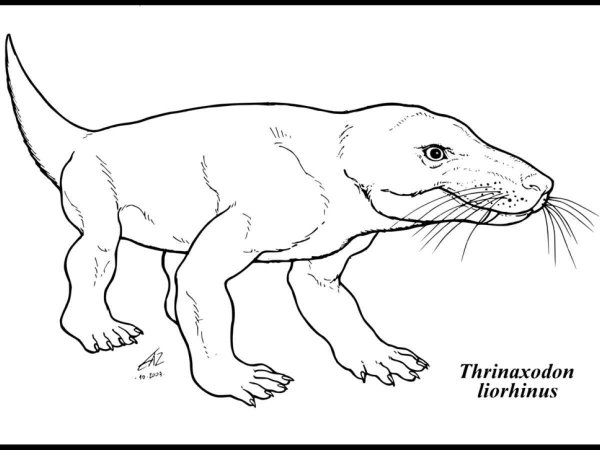 Thrinaxodon liorhinus