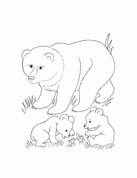 Раскраска "Дикие животные"