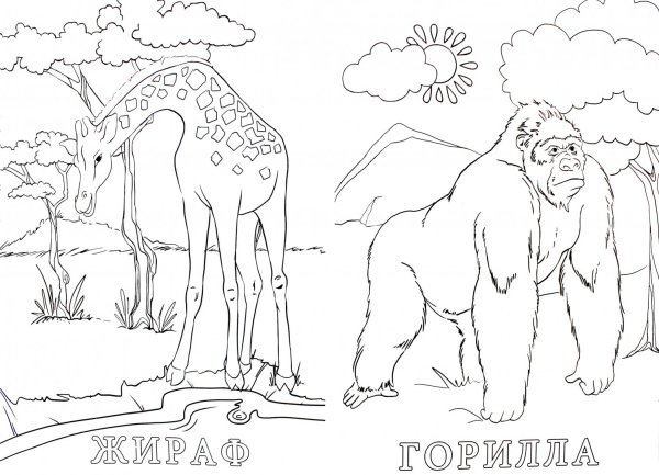 Раскраска зоопарк
