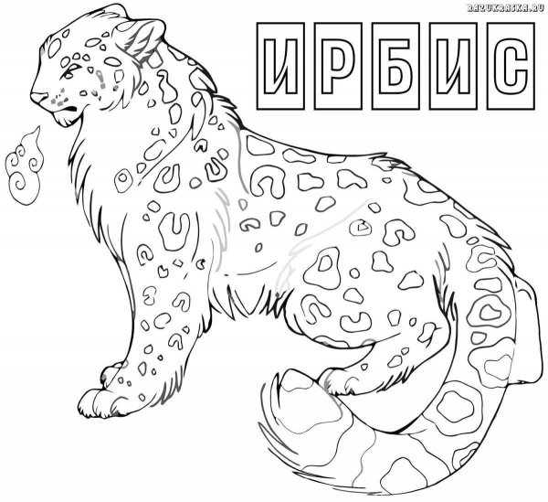 Снежный Барс раскраска для детей
