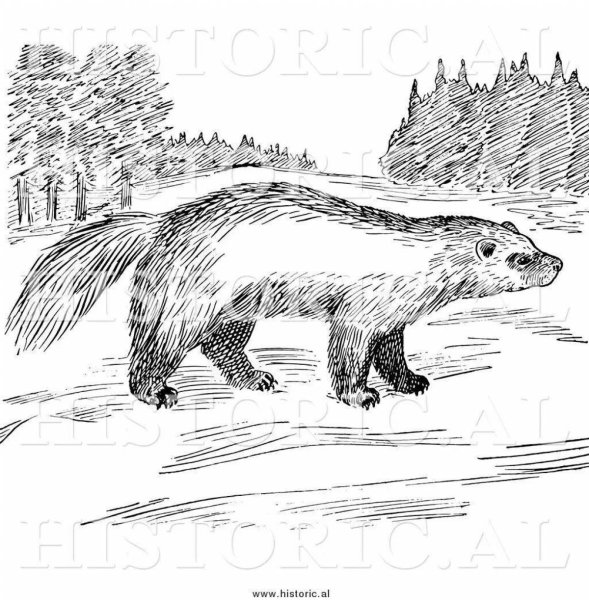 Раскраска Росомаха зверь