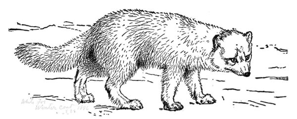 Песец раскраска