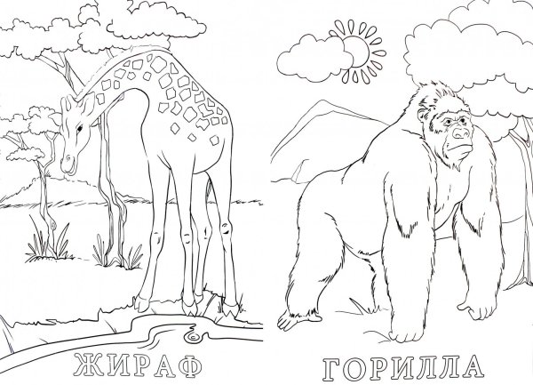 Раскраска зоопарк