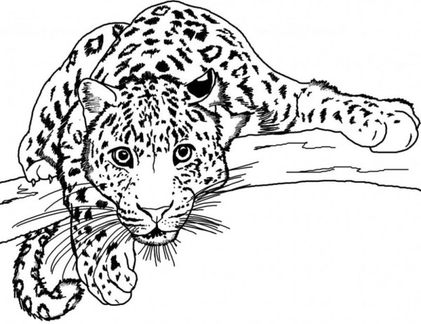 Раскраски ягуар животное (66 фото)