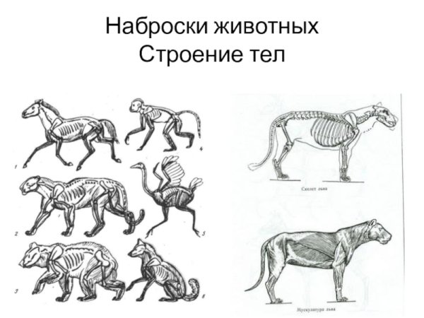 Наброски животных изо 6 класс рисунки