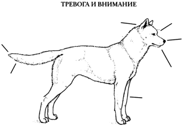Части тела собаки