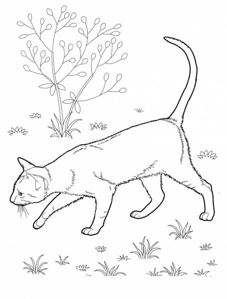 Рисунок кошки для раскрашивания