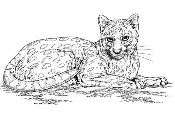 Раскраска Дикие кошки