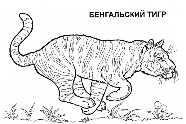 Животные красной книги России раскраска