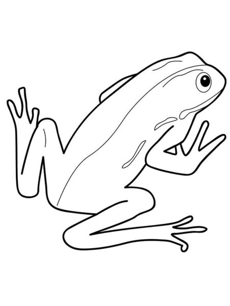 Лягушка раскраска