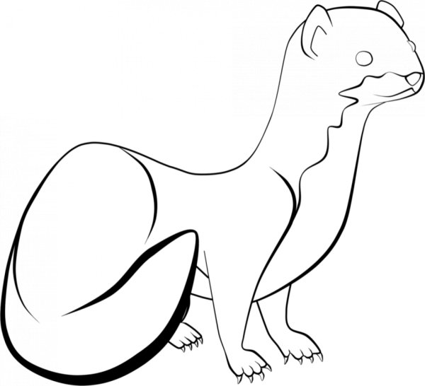 Ласка раскраска