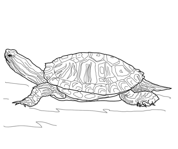 Раскраски черепаха животное (64 фото)