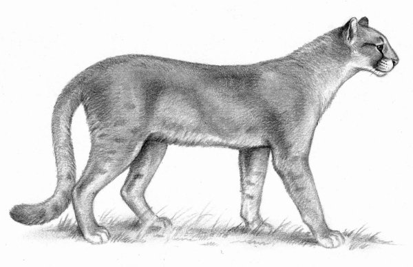 Miracinonyx Trumani