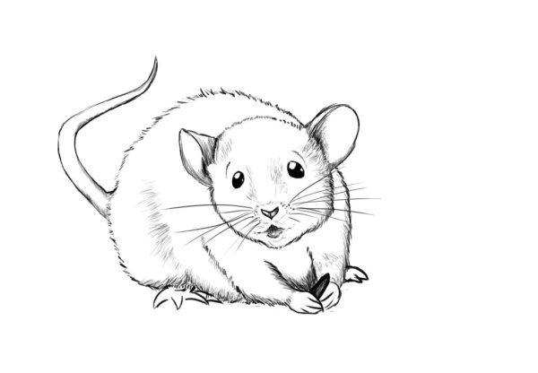 Раскраски животных мышь (63 фото)