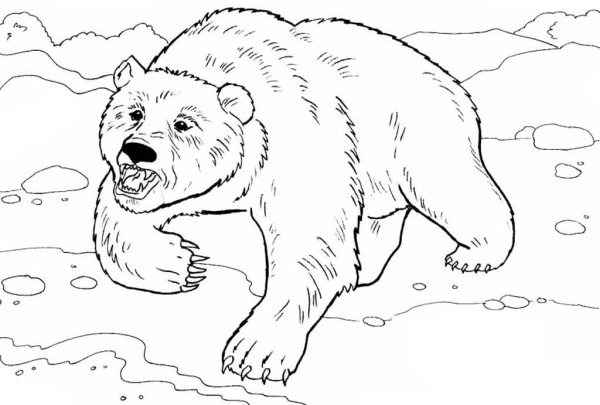 Медведь раскраска