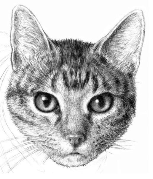 Кошка карандашом