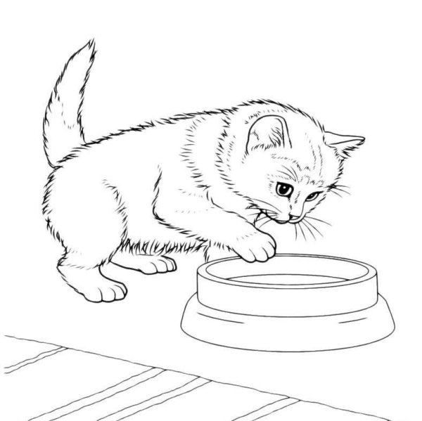 Котенок. Раскраска