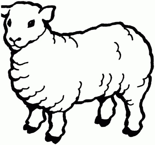 Раскраски домашние животные овечка (66 фото)
