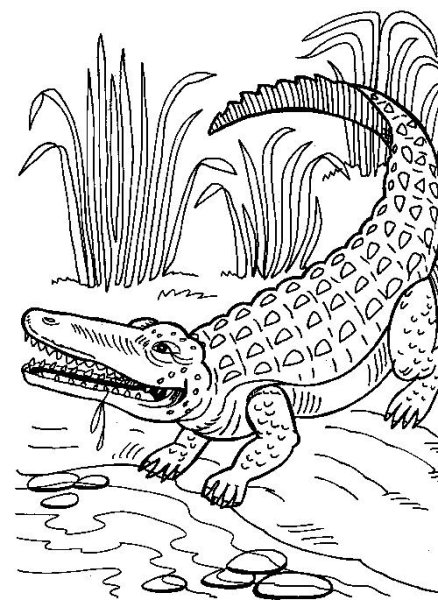 Раскраска Крокодильчик