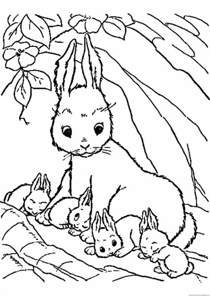 Раскраски Диких Животных для детей — Распечатайте онлайн!