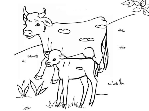 Веселые и простые раскраски коров для детей, которые можно распечатать