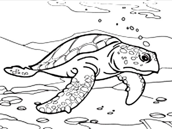 Раскраски морских животных