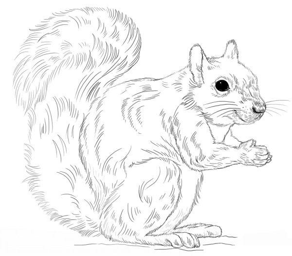 Белка рисунок