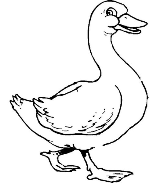 Утка раскраска