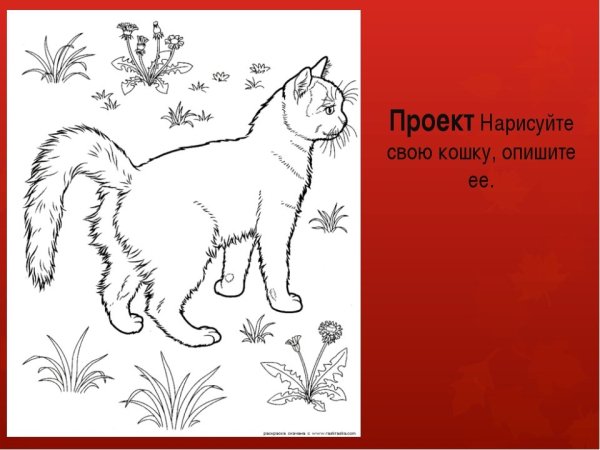 Кошки. Раскраска