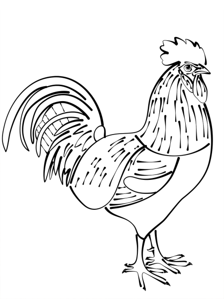 Петух раскраска