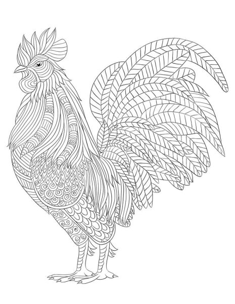 Петух раскраска