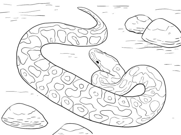 Раскраски животные змеи (60 фото)