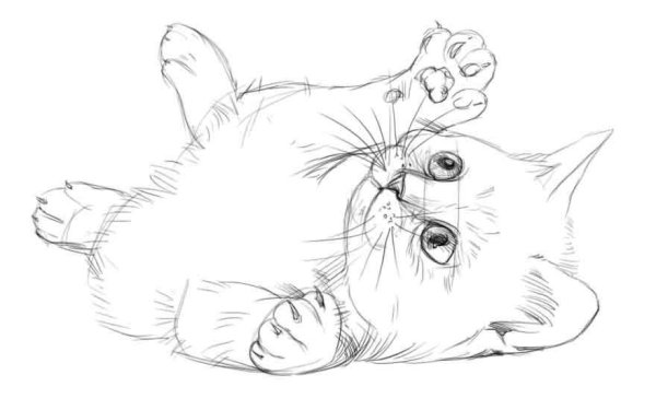 Рисунки котиков карандашом