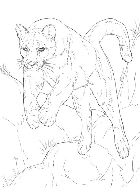 Рисунки диких кошек