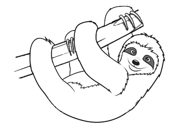 Ленивец рисунок