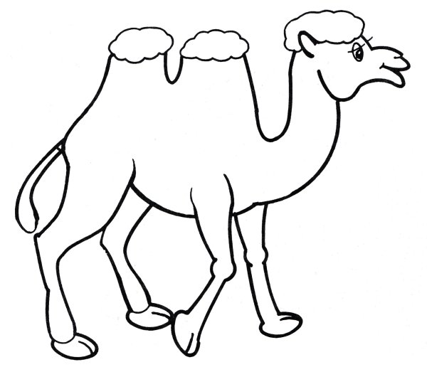 Верблюд рисунок