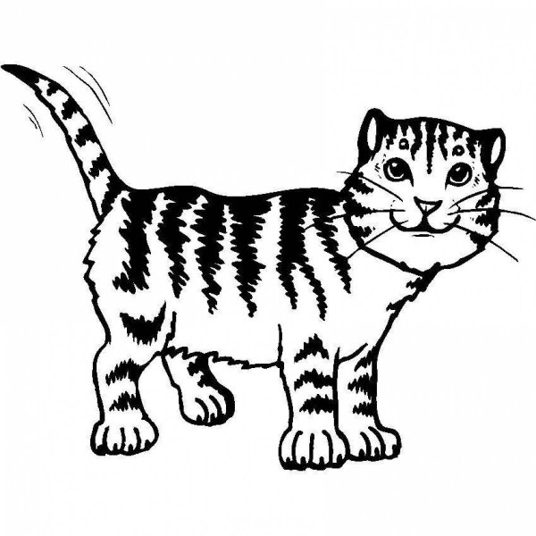 Раскраска котенок полосатый