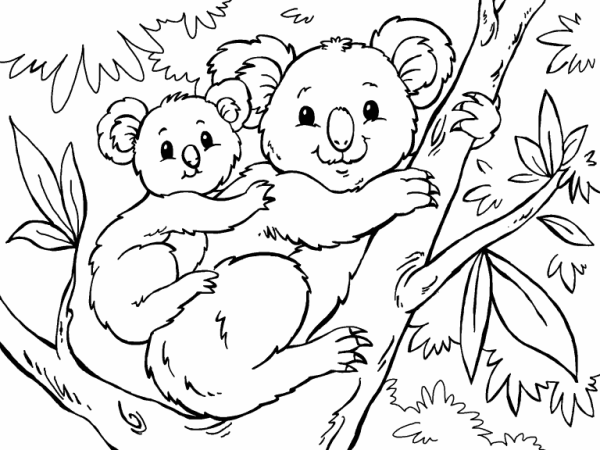 Коала раскраска для детей